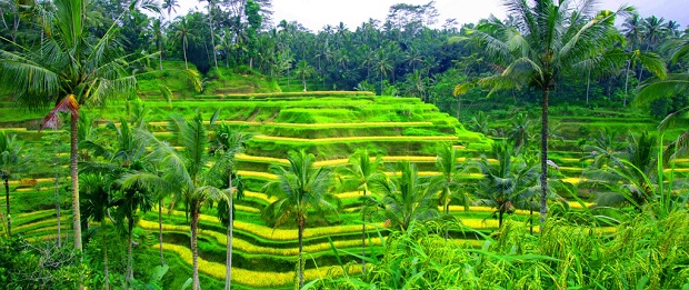 tegalalang-rice-terraces